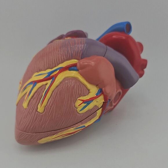 1996 GPI Anatomical Heart Model 5.5 in x 3 in ~ 2 Parts, No Display Stand, EUC - Picture 1 of 10